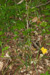 Roan Mountain sedge